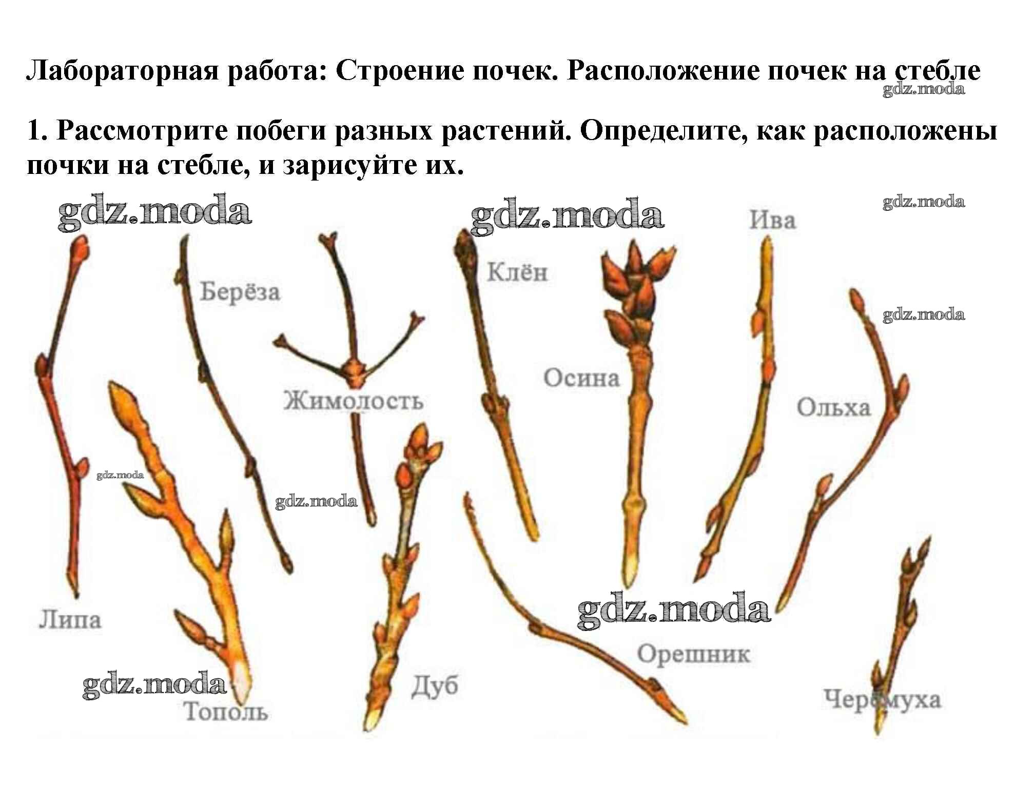 Почему растут ветки. Расположение почек на побеге клена. Строение почки и побега. Типы расположения почек. Расположение почек на побеге вишни.