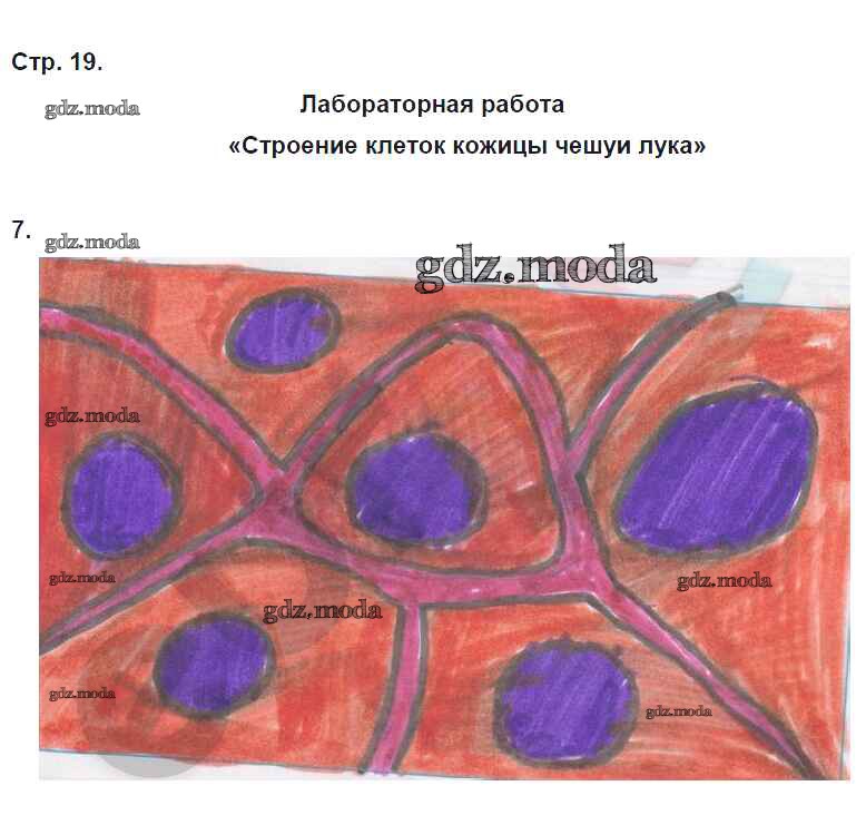 Рисунок группы клеток. Модель клетки биология. Группа клеток. Биология пятый класс рабочая тетрадь Сонин страница 19. Аппликация естественной зоны по биологии 5 класс.