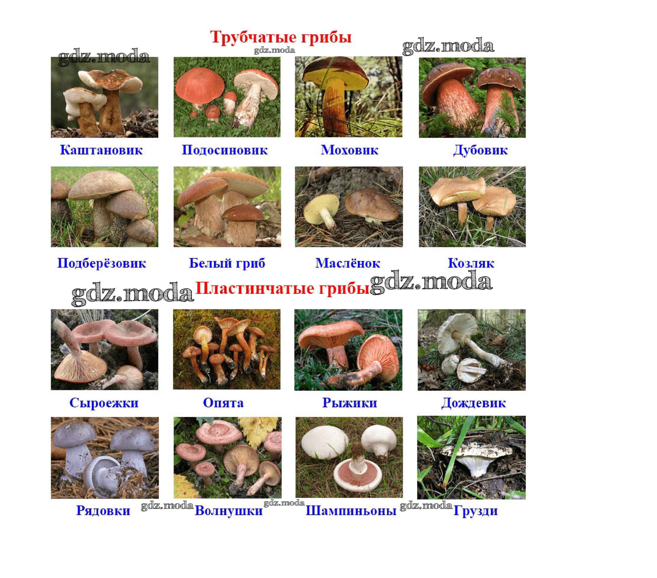 грибы их виды фото