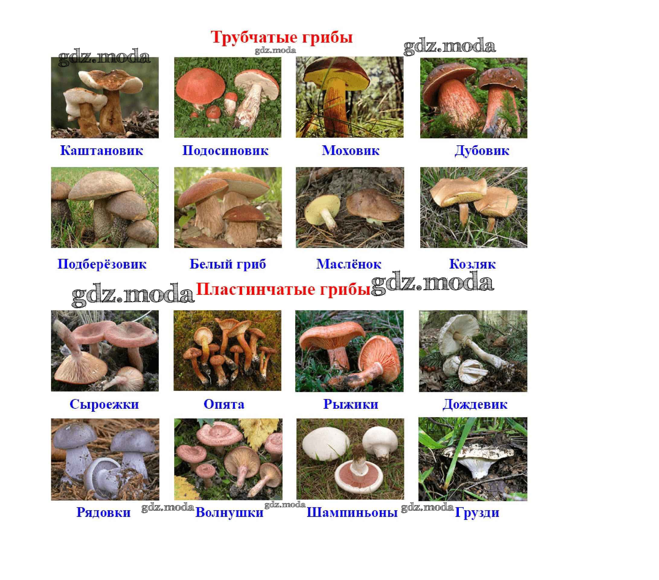 К какому веществу относятся грибы. Съедобные Шляпочные грибы название. Грибы пластинчатые и трубчатые съедобные и ядовитые. Шляпочные грибы трубчатые и пластинчатые. Шляпочные трубчатые съедобные грибы.