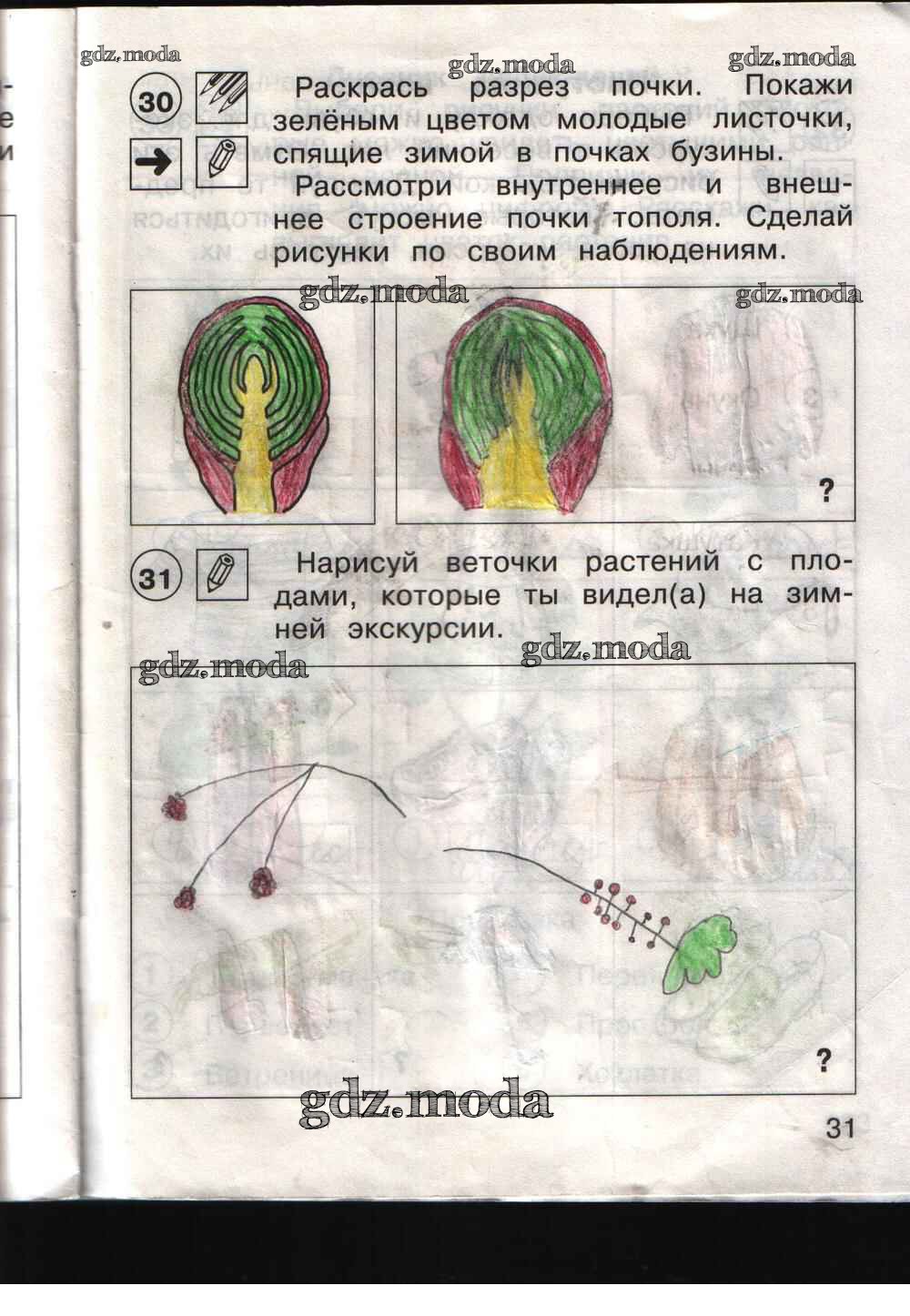 Окружающий мир 1 класс рабочая тетрадь решение. Внутреннее и внешнее строение почки тополя рисунок. Раскрась разрез почки. Раскрась разрез почки покажи зеленым цветом молодые листочки. Почка тополя в разрезе рисунок.