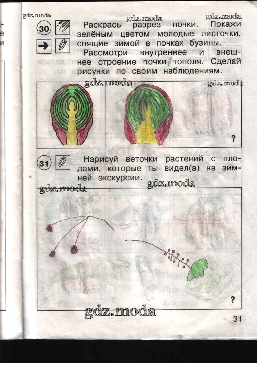 Окружающий мир тетрадь 31. Внутреннее и внешнее строение почки тополя рисунок. Раскрась разрез почки. Раскрась разрез почки покажи зеленым цветом молодые листочки. Почка тополя в разрезе рисунок.