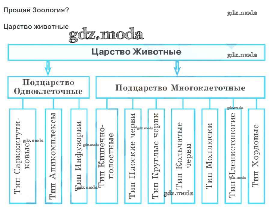 Структура царства животных