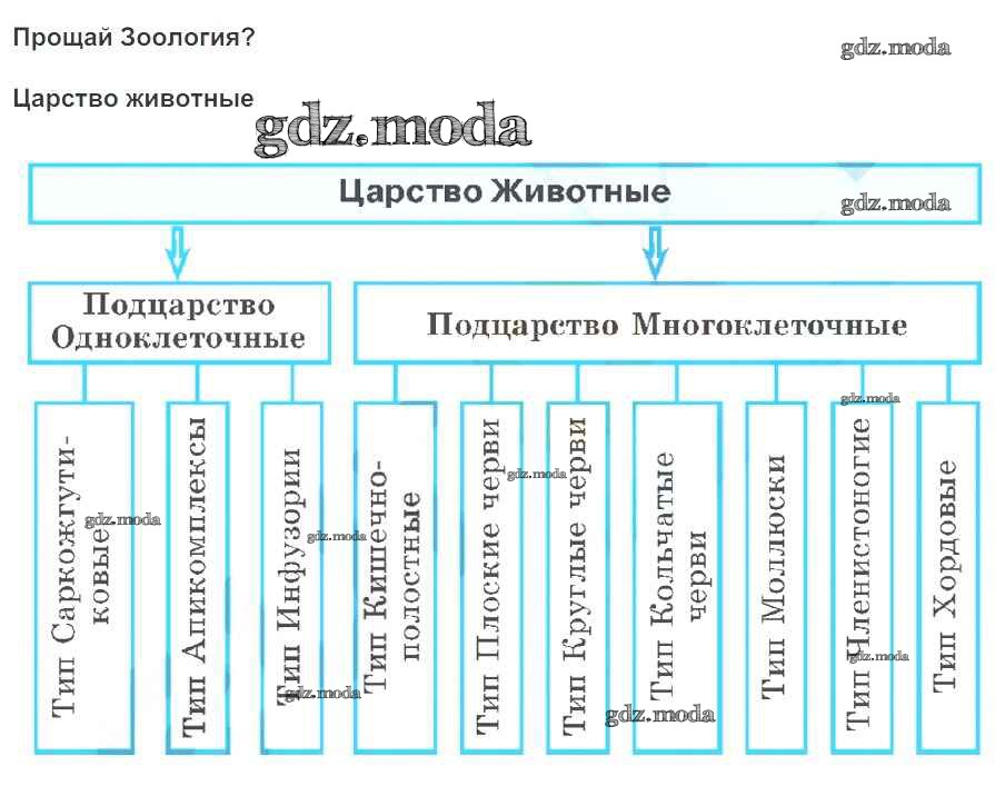 Виды царства животных. Систематика царство животные схема. Царство животных классификация схема. Царство животных классификация таблица. Систематика царства животные таблица.