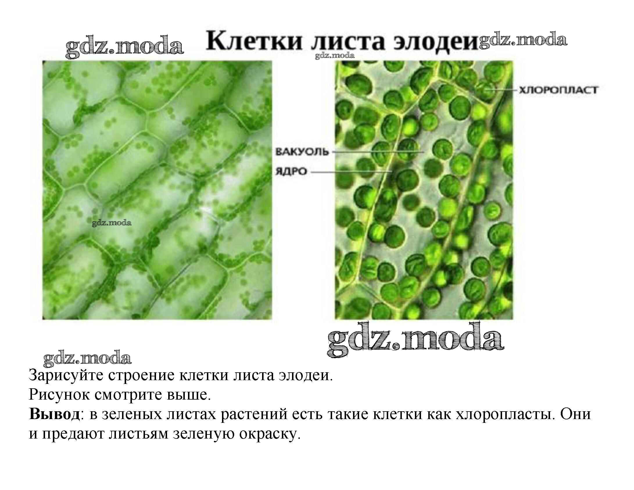 Рисунок клетки листа