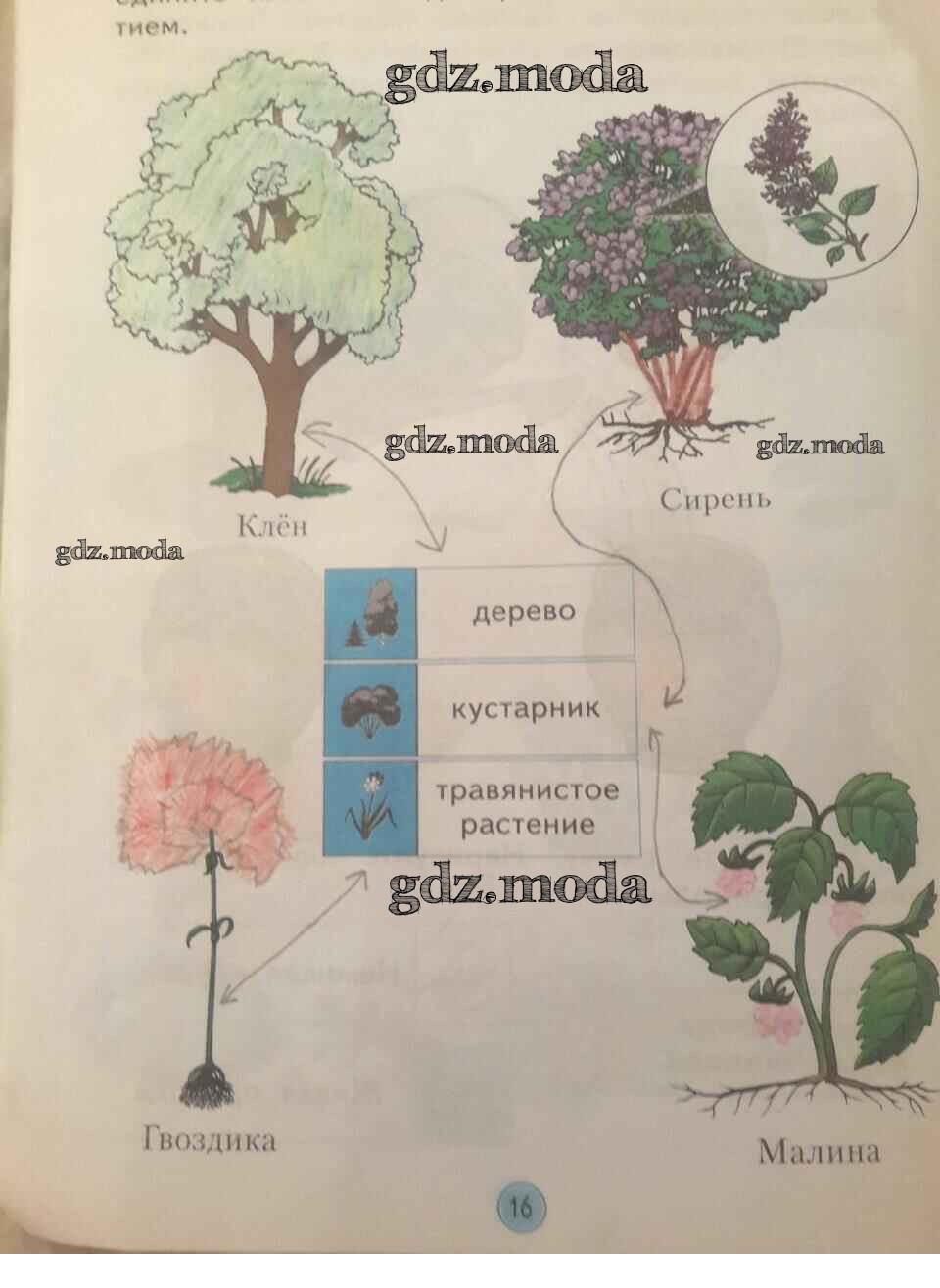 Дерево окружающий мир 1 класс. Дмитриева Казаков окружающий мир 1 класс рабочая тетрадь. Окружающий мир 1 класс Дмитриева. 1 Кл. Окружающий мир рабочая тетрадь Дмитриева, Казаков. Дмитриева окружающий мир 1 класс рабочая тетрадь.