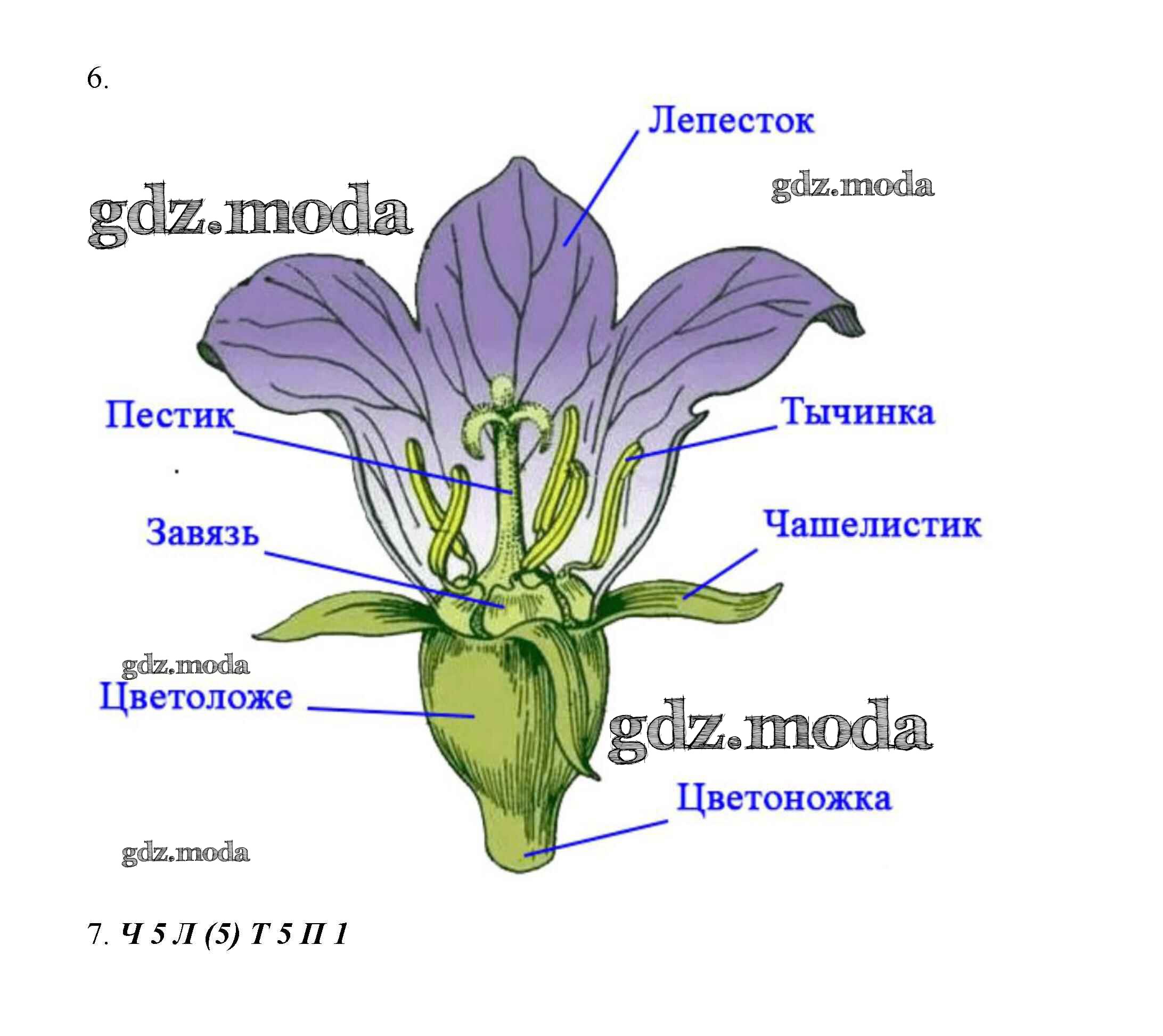 Строение цветка без подписей. Строение цветка решу ЕГЭ биология. Строение цветка яблони биология 6 класс. Патайя строение растения.