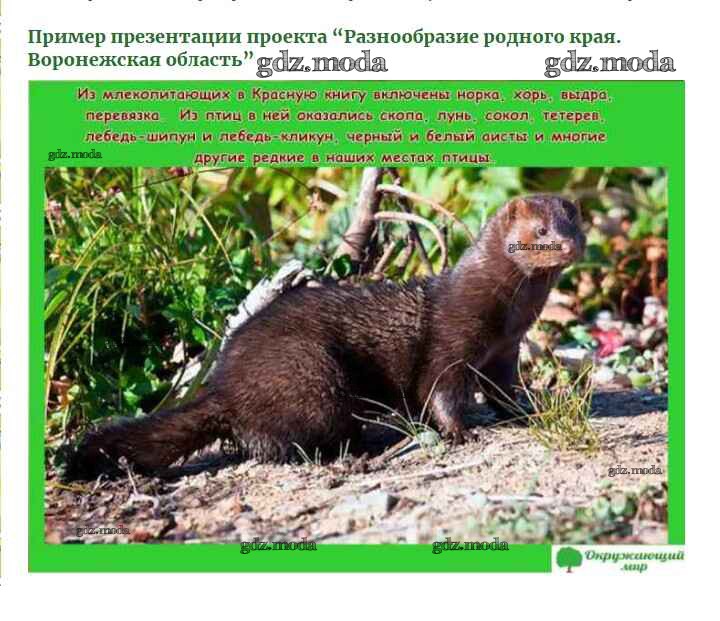 Проект разнообразие природы родного края курганская область. Животный мир Воронежской области. Разнообразие животных Воронежского края. Редкие животные Воронежской области. Животный мир Воронежской области 3 класс.