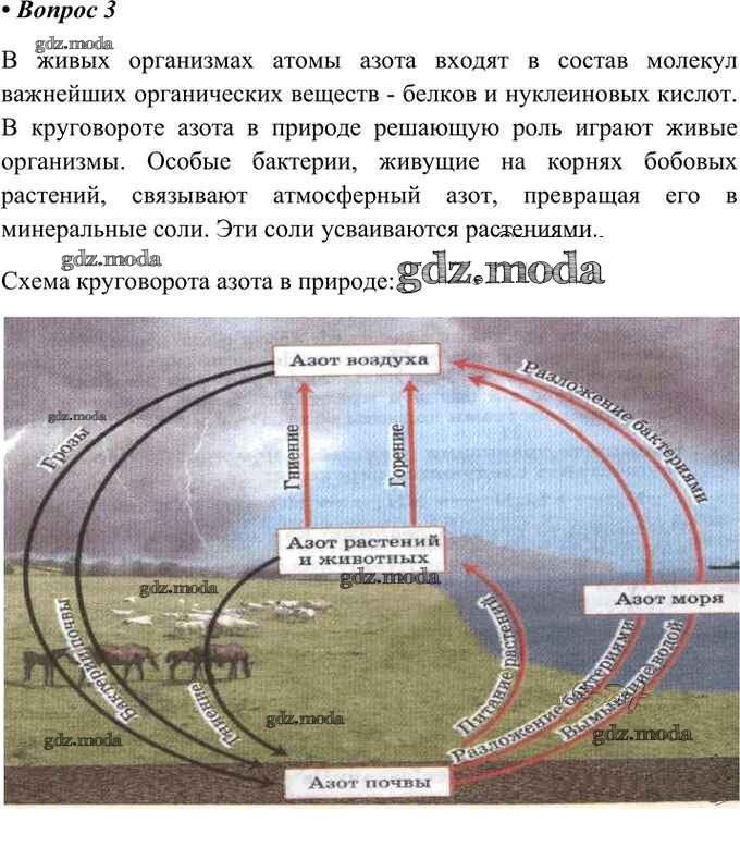 Азот в природе 9 класс. Круговорот азота в природе химия 9 класс. Схема круговорота азота в природе биология. Схема круговорота азота в природе химия 9 класс. Круговорот азота схема 9 класс.