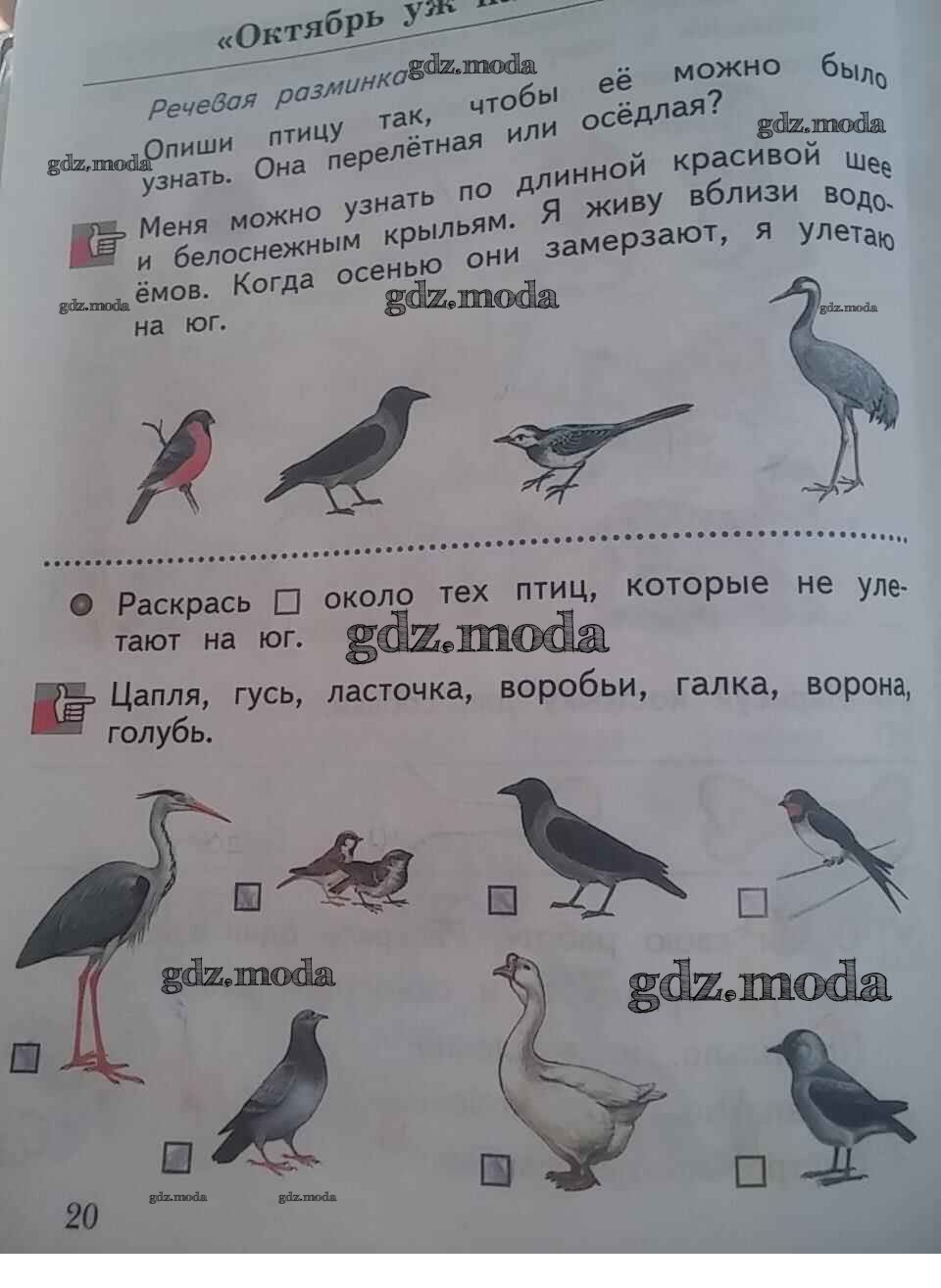 Окружающий мир 1 класс стр 45. Рабочая тетрадь окружающий мир Виноградова 1 класс стр 20. Окружающий мир 1 класс про птиц в тетради. Окружающий мир 2 класс рабочая тетрадь 1 часть про птиц. Окружающий мир 1 класс рабочая тетрадь птицы.