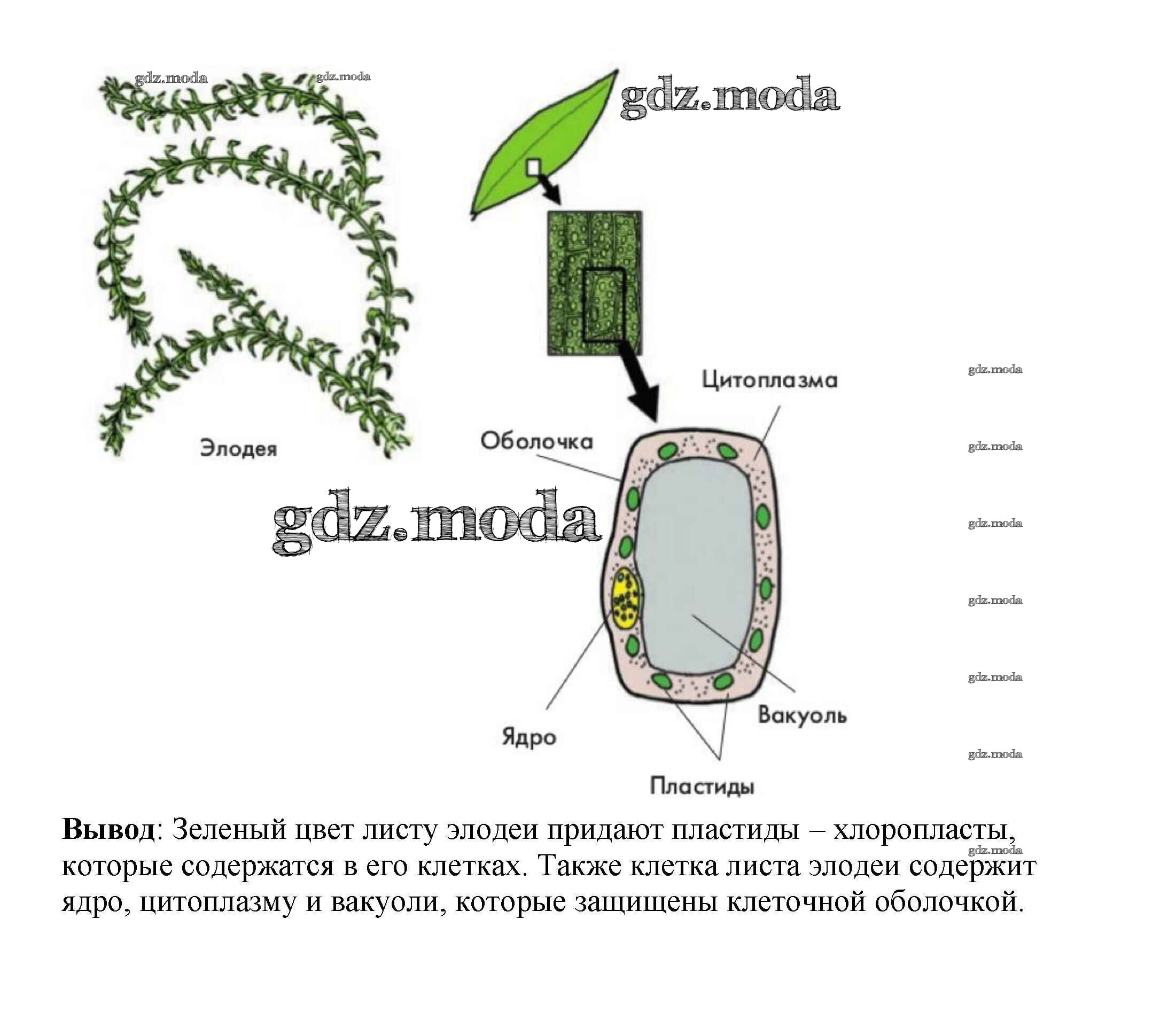 Биология 6 класс зеленая. Клетки листа элодеи. Препарат клеток листа элодеи канадской. Строение клетки листа элодеи. Хлоропласты в клеткт листа элодеи.