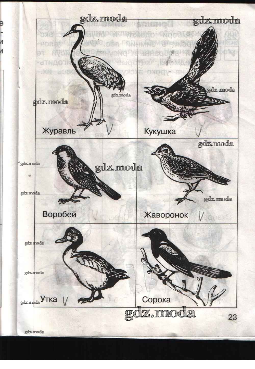 Окружающий мир рабочая тетрадь страница 23. Окружающий мир 1 класс рабочая тетрадь птицы. Окружающий мир рабочая тетрадь 1 птицы. Окружающий мир 1 класс рабочая тетрадь Федотова Трофимова. Окружающий мир птицы рабочая тетрадь.