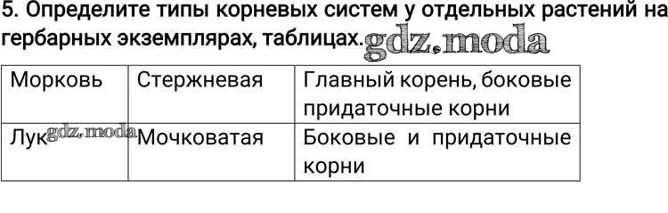 Конспект по биологии 6 класса "Корень" - УчительPRO