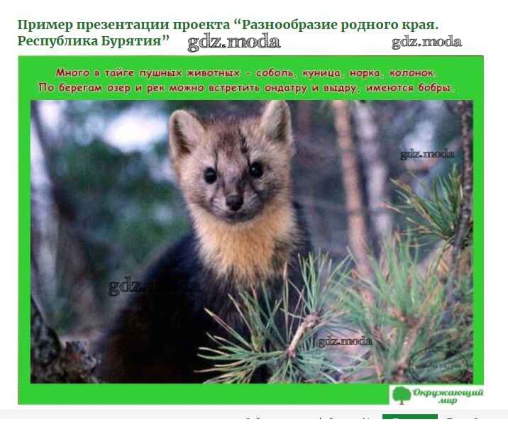 Животные бурятии занесённые в красную. Животные из красной книги бурятии. Животный мир бурятии презентация. Байкальская нерпа занесена в красную книгу. Птицы занесенные в красную книгу бурятии.