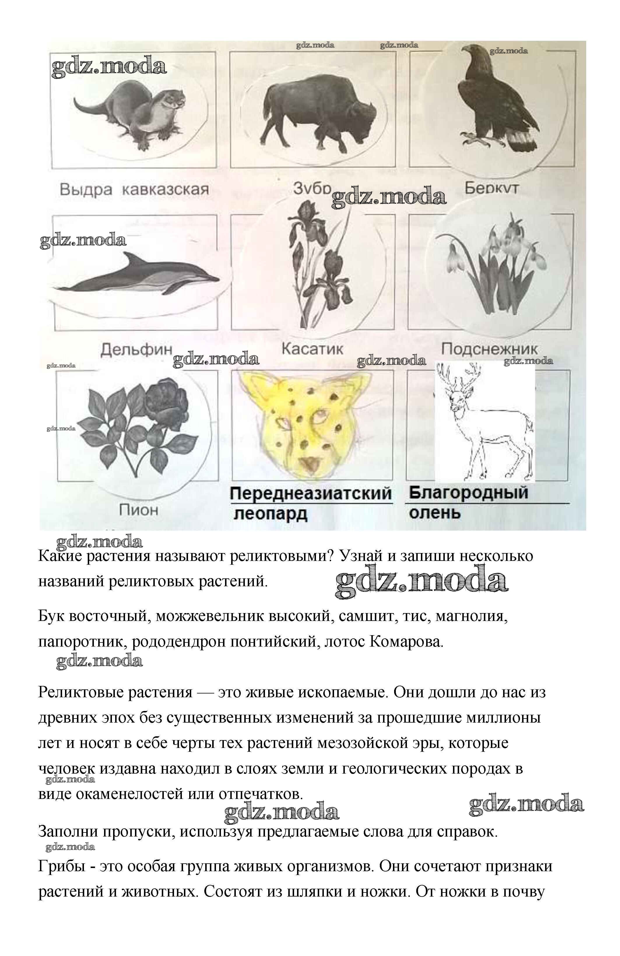 ОТВЕТ на задание № Растительный и животный мир Кубани Рабочая тетрадь по  Кубановедению 3 класс Науменко