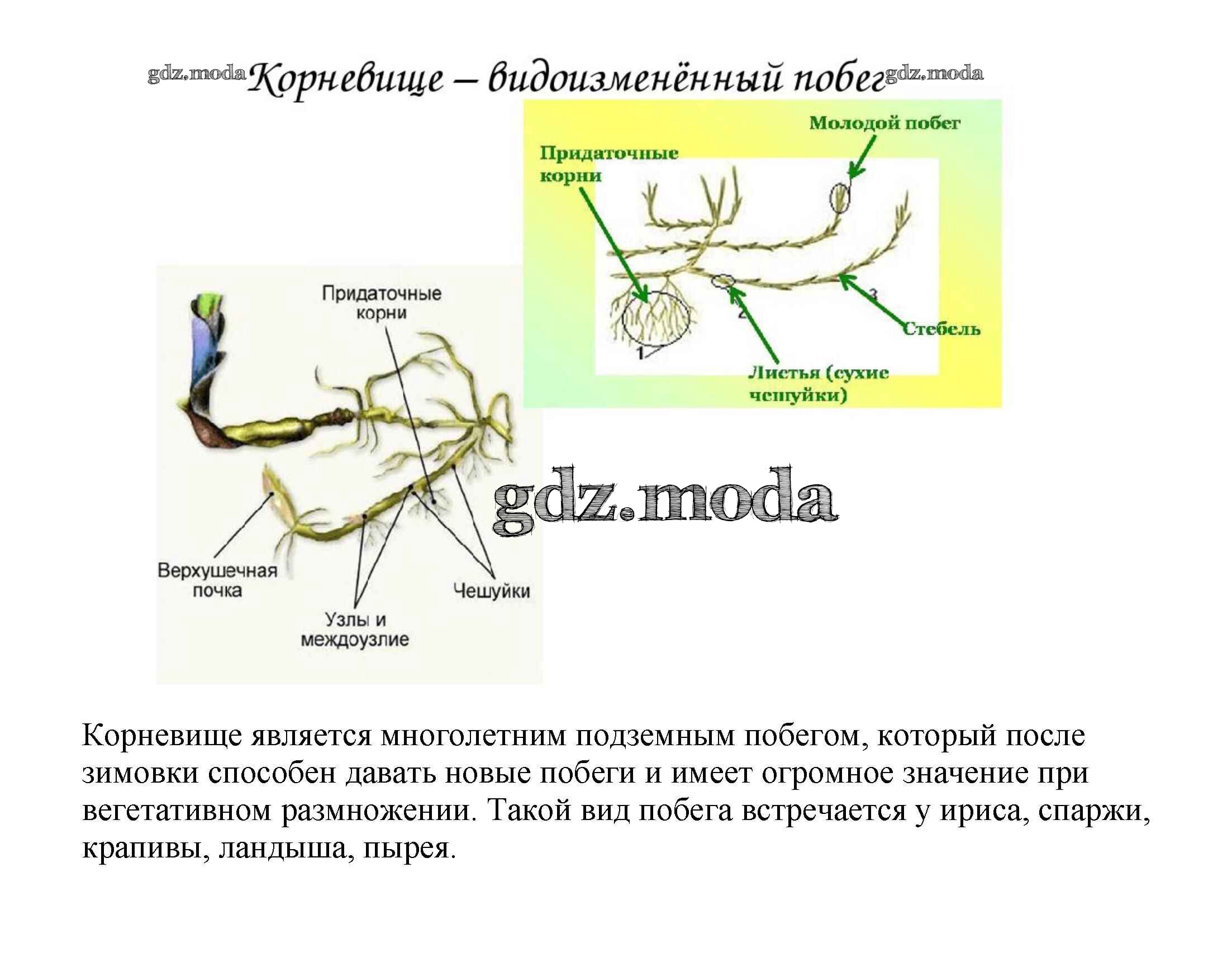 Придаточные корни и столоны. Строение видоизмененных побегов корневище. Корневище пырея это видоизмененный побег. Строение корневища пырея. Строение корневища пырея схема.