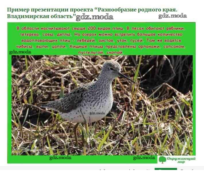Разнообразие природы родного края владимирская область. Птицы Владимирской области. Птицы Владимирского края. Природа Владимирской области проект. Природа Владимирской области презентация.