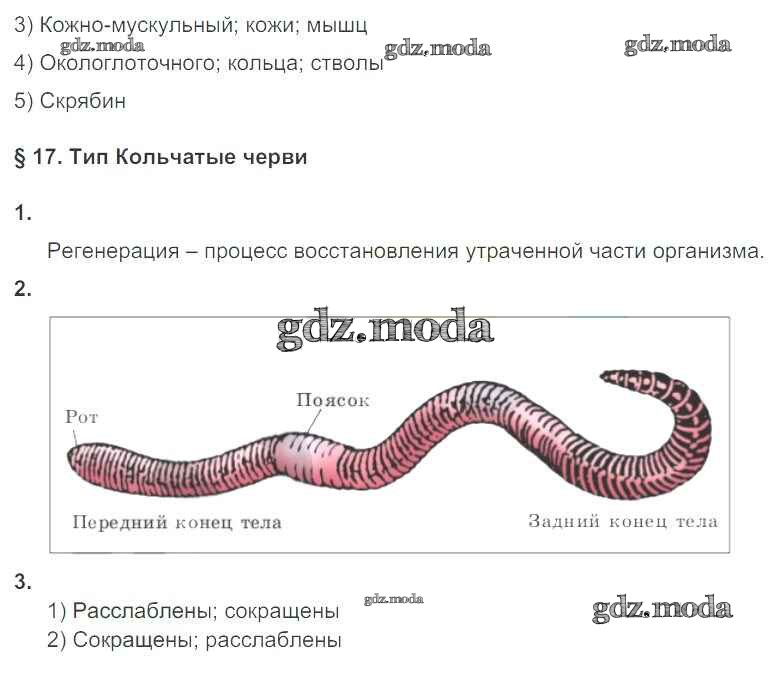 Характеристика кольчатых червей и строение. Дыхательная система кольчатых червей. Эволюция систем органов беспозвоночных животных. Класс кольчатые черви какие органы дыхания. Класс кольчатые черви какие органы дыхания.