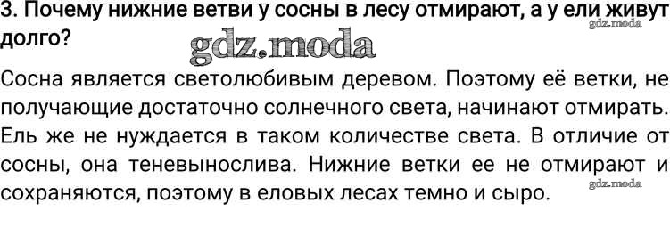 Отмирают нижние ветки у ели. Почему нижние ветви у сосны отмирают. Почему нижние ветки у сосны отмирают а у ели живут долго. Почему у сосны нижние ветки отмирают а у ели нет. Почему в лесу нижние ветки у сосны отмирают а у ели нет.