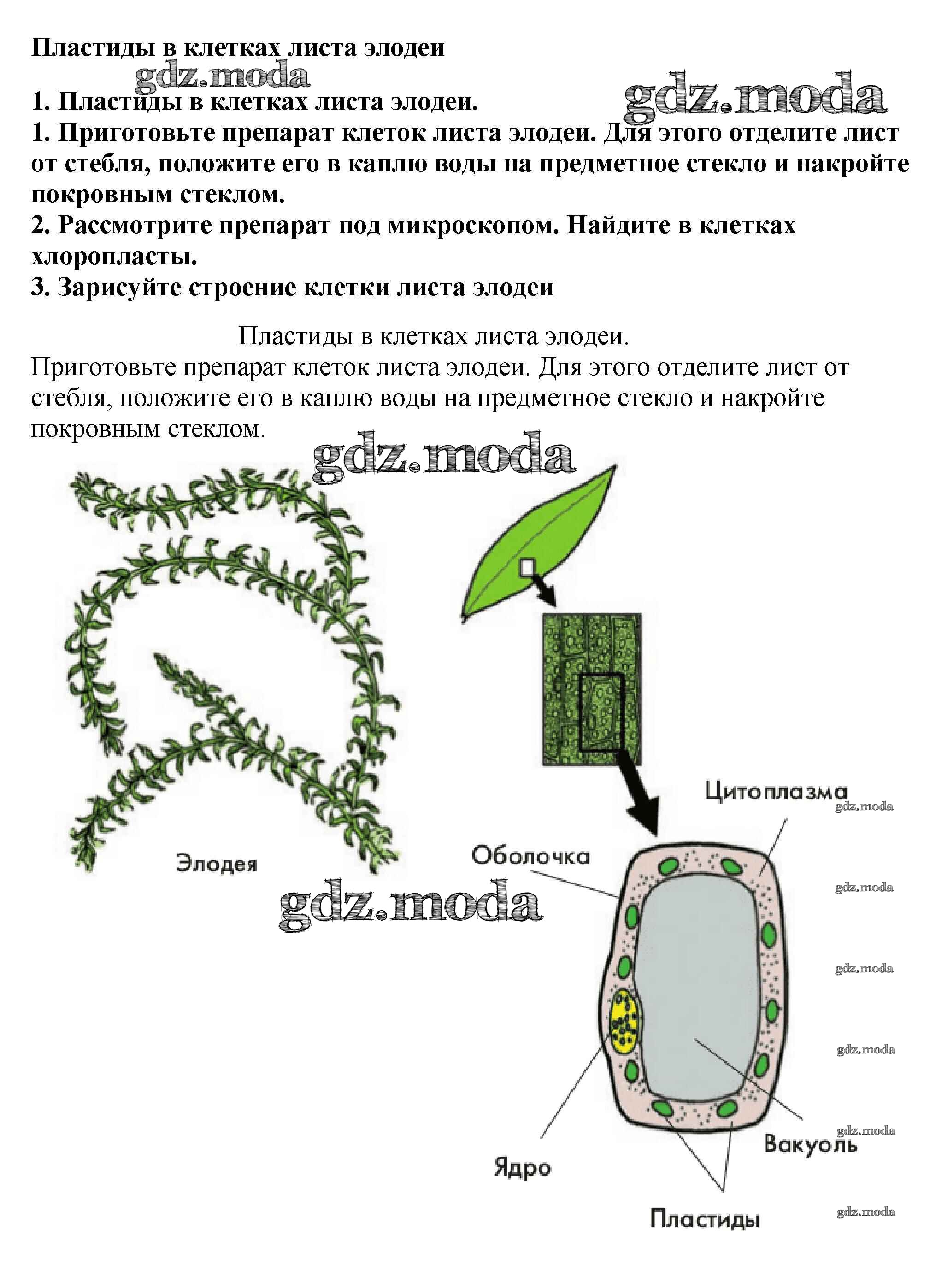 ОТВЕТ на задание № 1 Учебник по Биологии 6 класс Пасечник Линейный курс