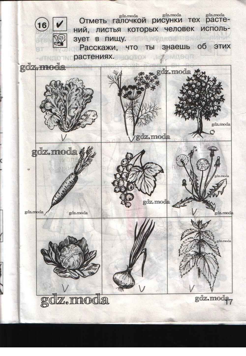 Окружающий мир 1 класс рабочая тетрадь 17. Задание по окружающему миру рас. Задания по окружающему миру растения. Задания по окружающему миру 1 класс растения. Задания для 1 класса растения окружающий.