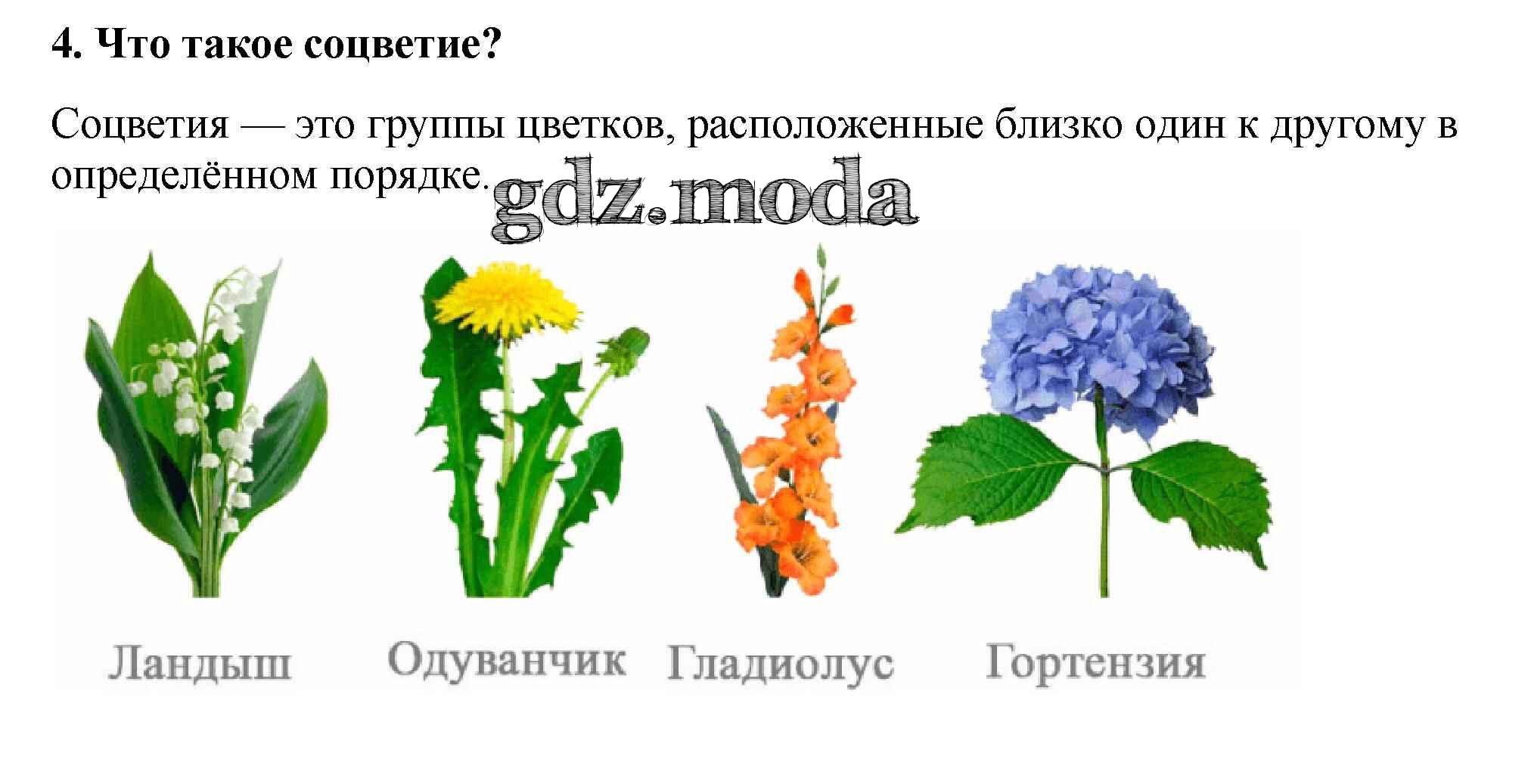 Какие растения имеют соцветие початок. Соцветие метелка плод. Растения с соцветием метелка. Соцветие метелка примеры растений с названиями. Типы соцветий у покрытосеменных растений.