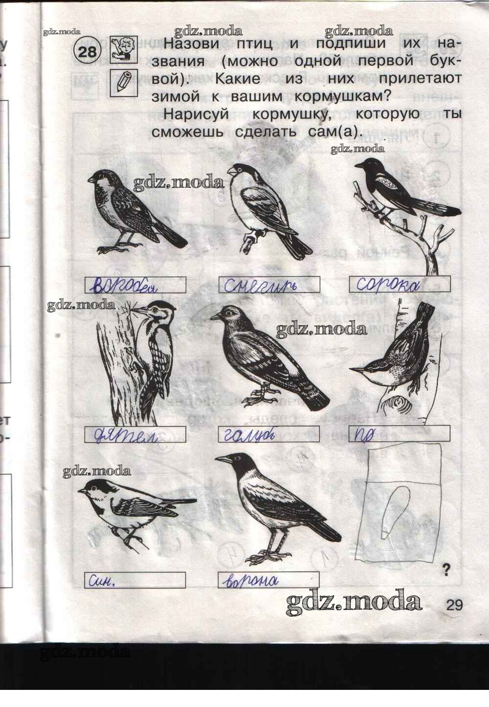 Окружающий мир 1 класс название птиц. Задание по окружающему миру 1 класс птицы. Окружающий мир 1 класс птицы рабочая. Название птиц окружающий мир 1 класс. Окружающий мир 1 класс рабочая тетрадь птицы.