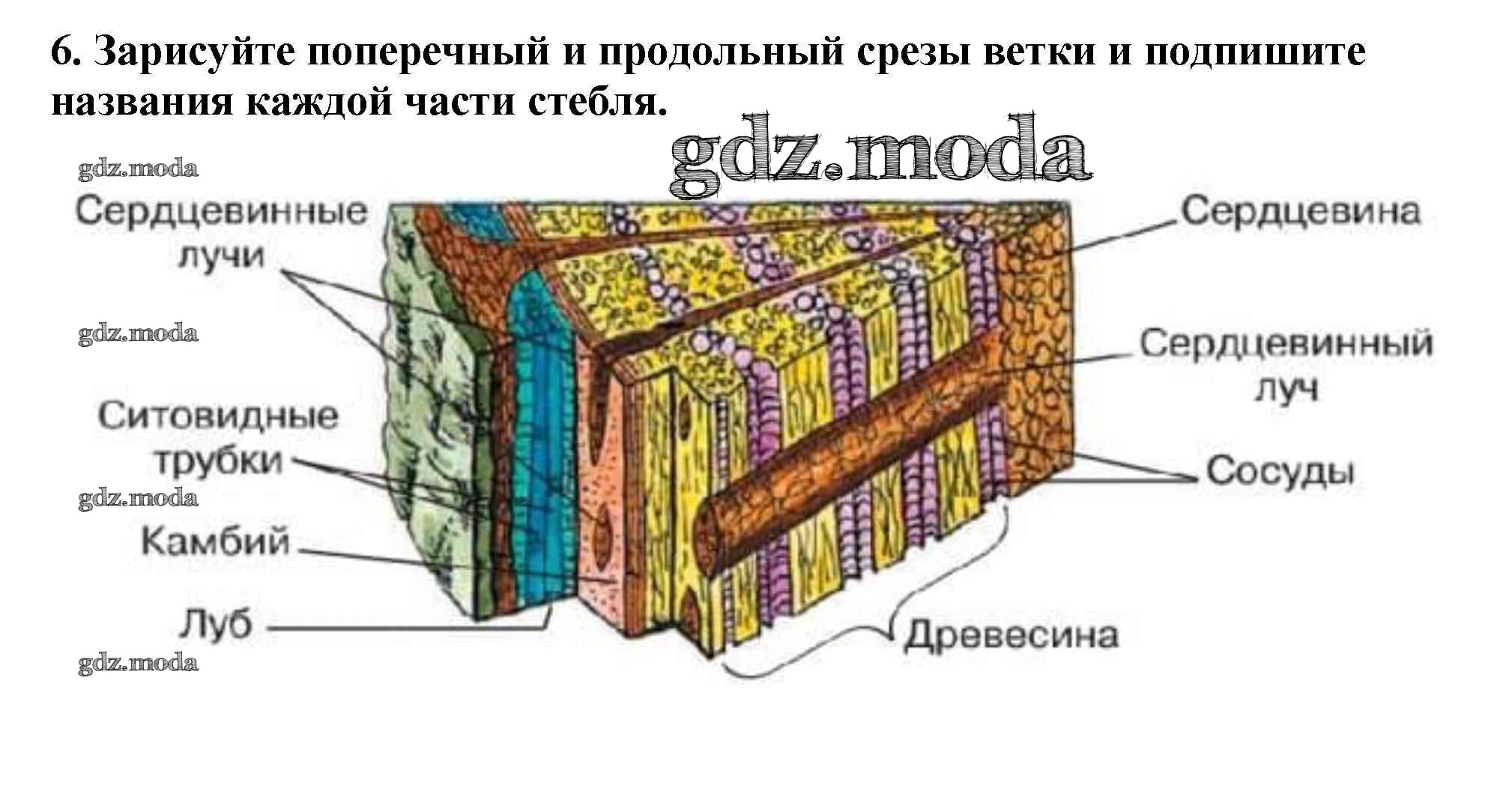 Лабораторная работа строение стебля. Строение стебля слои в спиле дерева. Слои на стволе спиленного дерева биология 6 класс. Слои на стволе спиленного дерева схема. Слои спиленного дерева биология 6 класс.