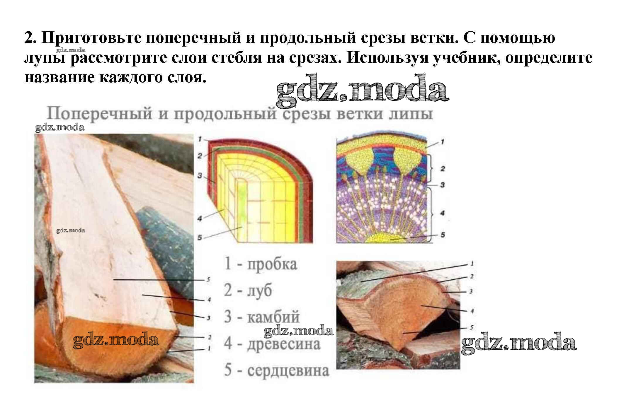 Готовая работа рассматривание микроскопического строения ветки дерева. Кора Луб лубяные волокна ситовидные трубки. Кора кожица Луб лубяные волокна. Внутреннее строение стебля дерева 6 класс биология лабораторная. Строение ветки дерева.