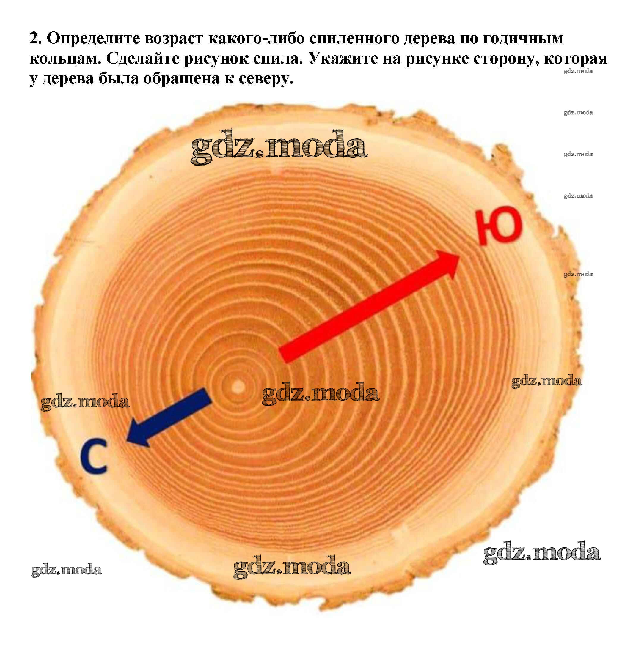 Вертикаль пасечник