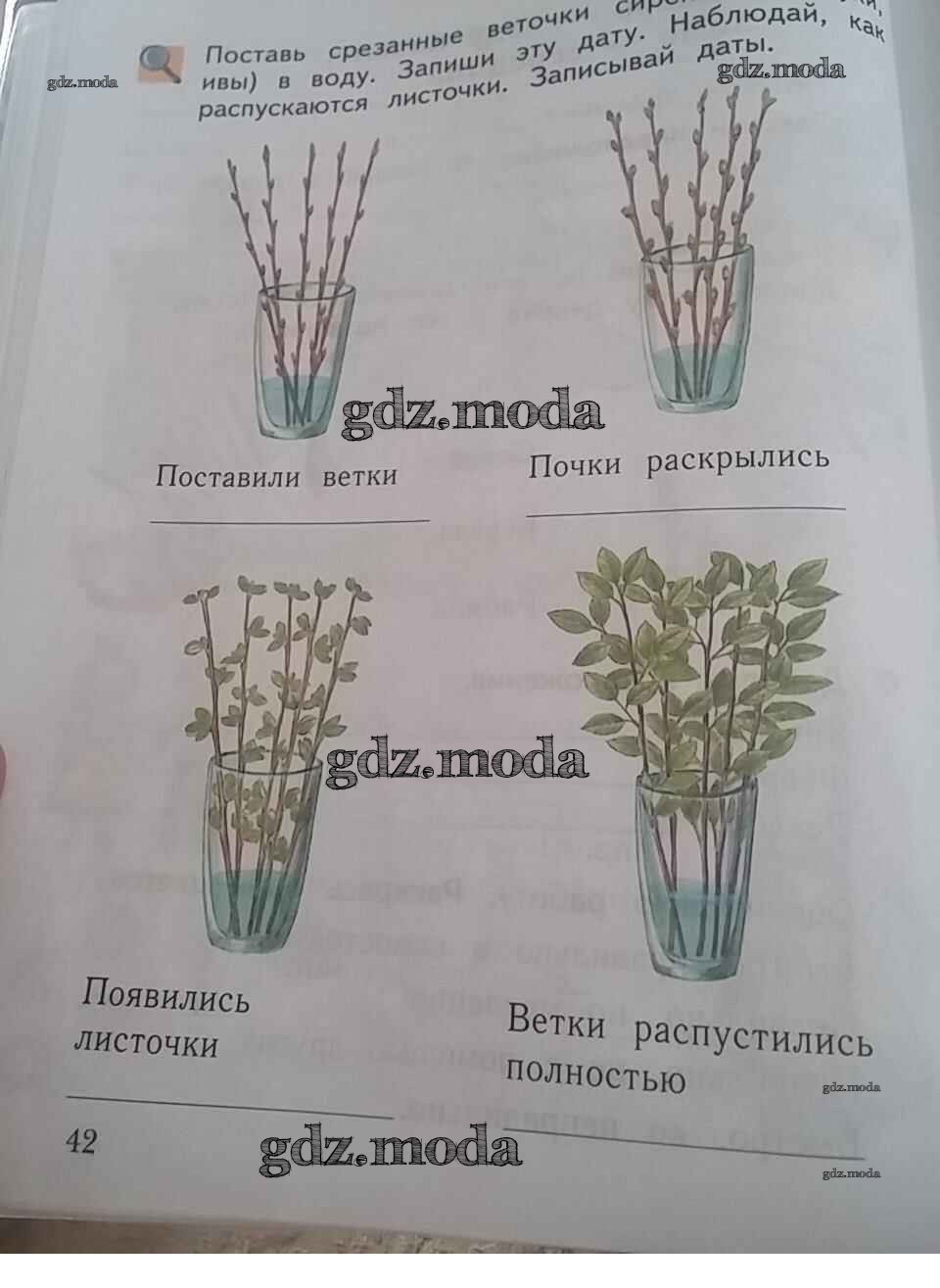 Окружающий страница 42 1 класс. Наблюдение за веточками. Дневник наблюдений за веточками. Дневник наблюдения за ветками сирени. Наблюдение за веточкой сирени.