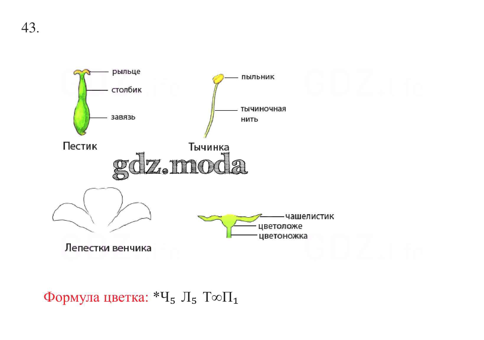 ОТВЕТ на задание № 43 Рабочая тетрадь по Биологии 6 класс Пасечник УМК