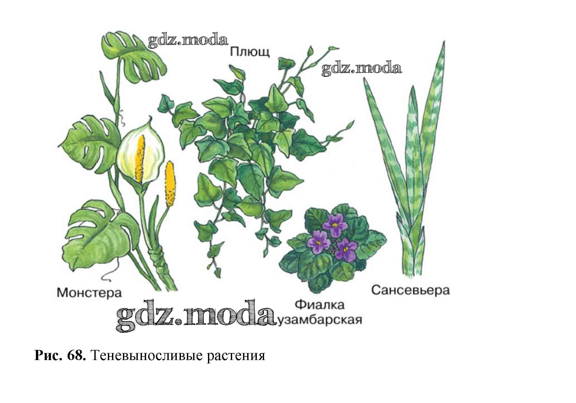 Какое растение на б. Теневыносливые растения и светолюбивые растения. Светолюбивые культурные растения. Тенелюбивые растения рисунок. Теневыносливые растения примеры.