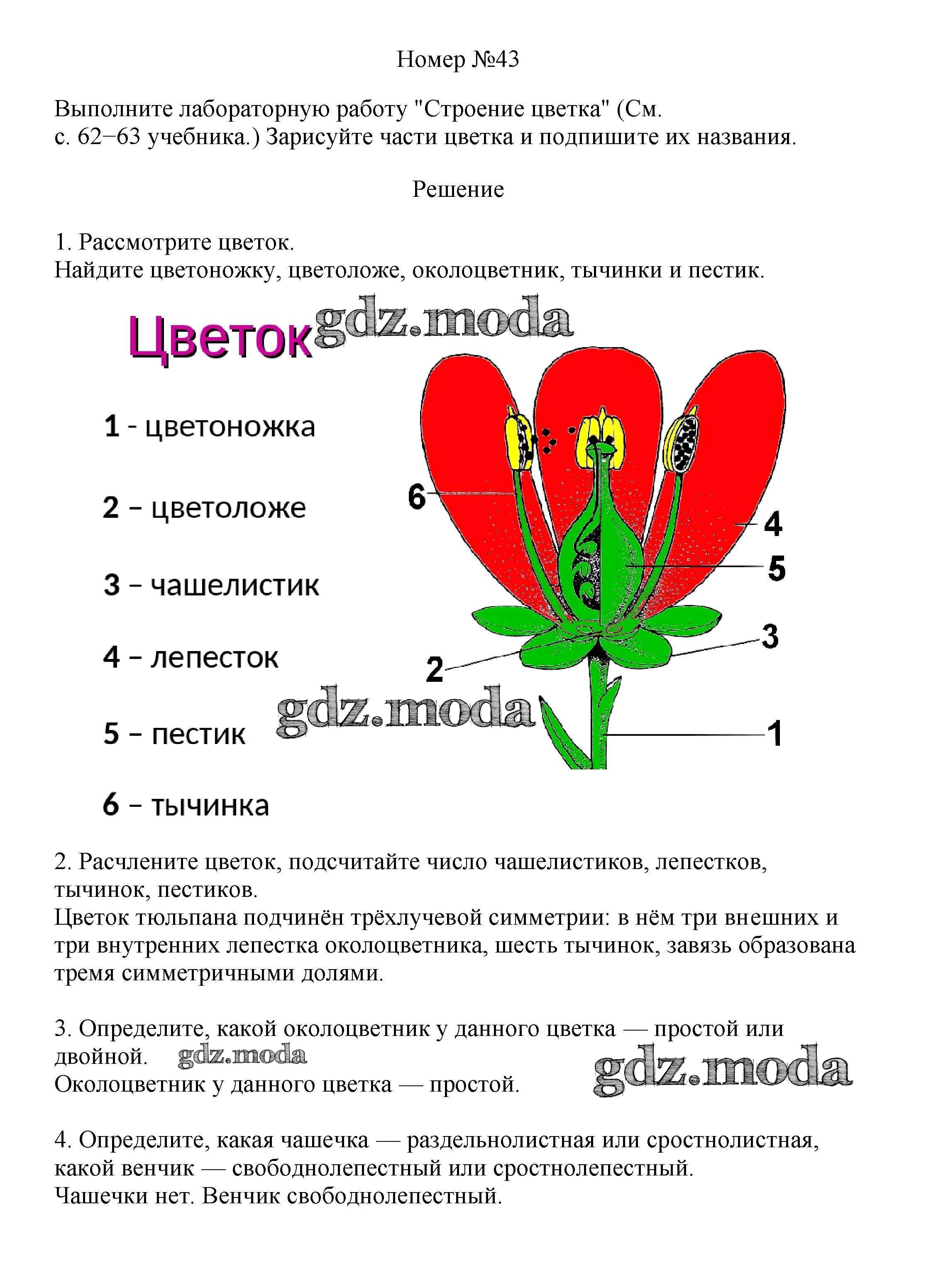 ОТВЕТ на задание № 43 Рабочая тетрадь по Биологии 6 класс Пасечник УМК