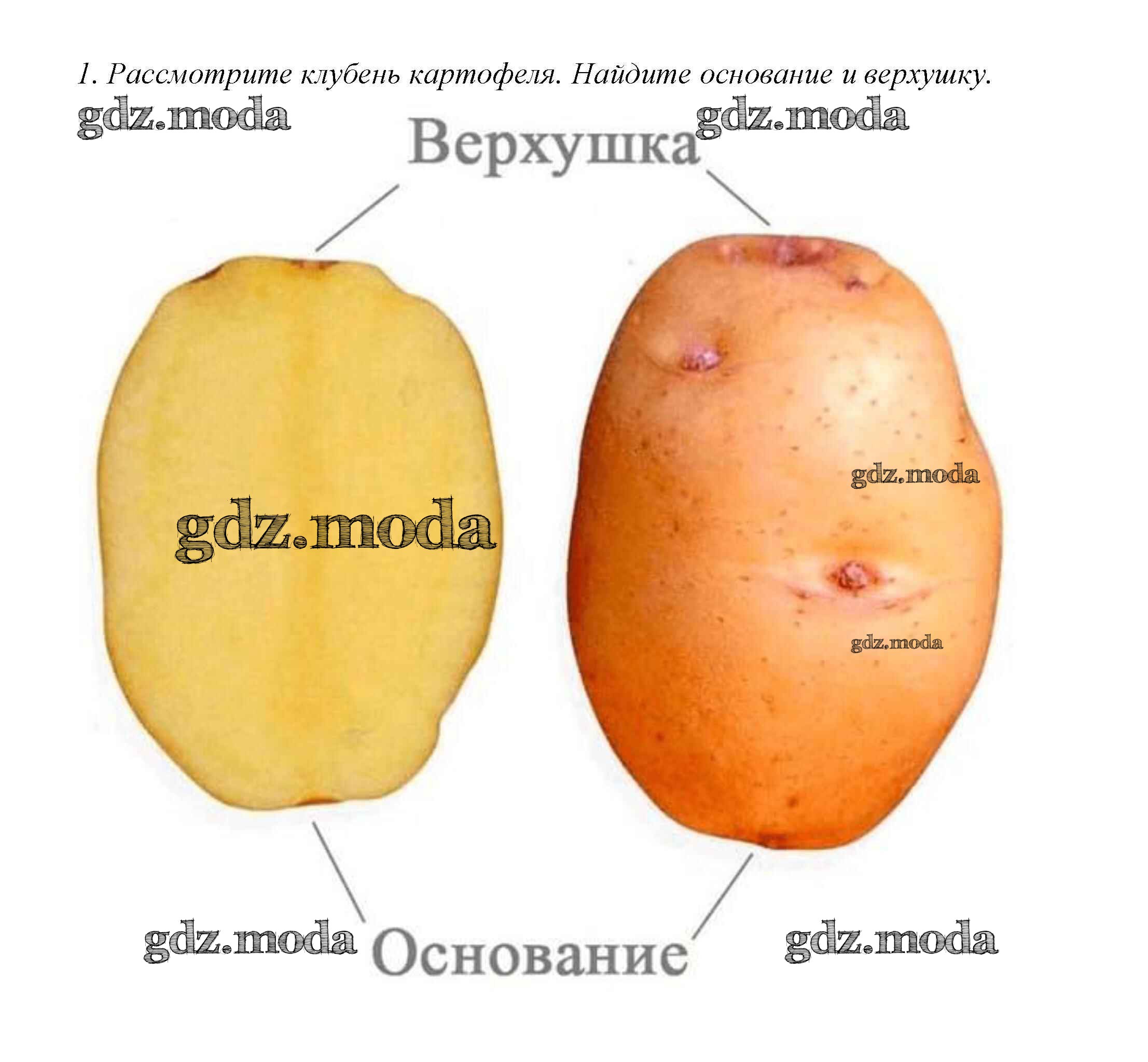 Строение клубня картофеля 6 класс биология. Лабораторная работа изучение строения клубня картофеля. Клубень и луковица лабораторная работа. Строение клубня картофеля лабораторная. Лабораторная работа изучение строения клубня картофеля.